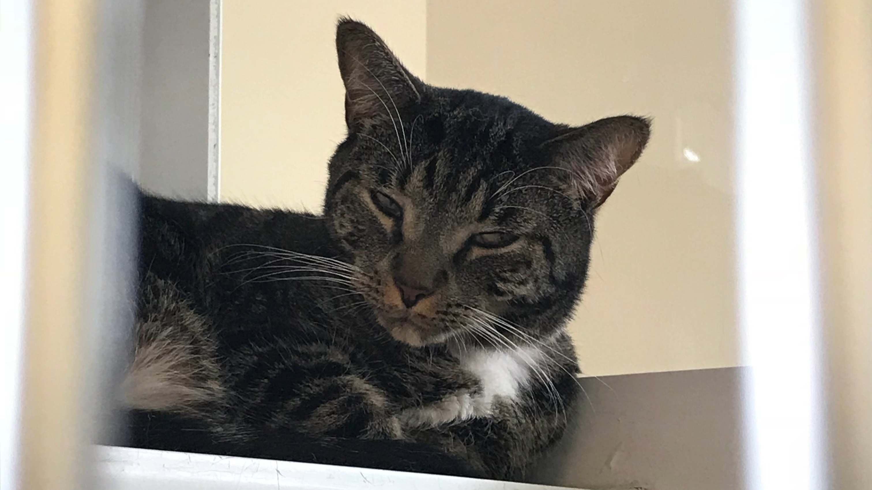 Angel sitting calmly and looking toward the camera