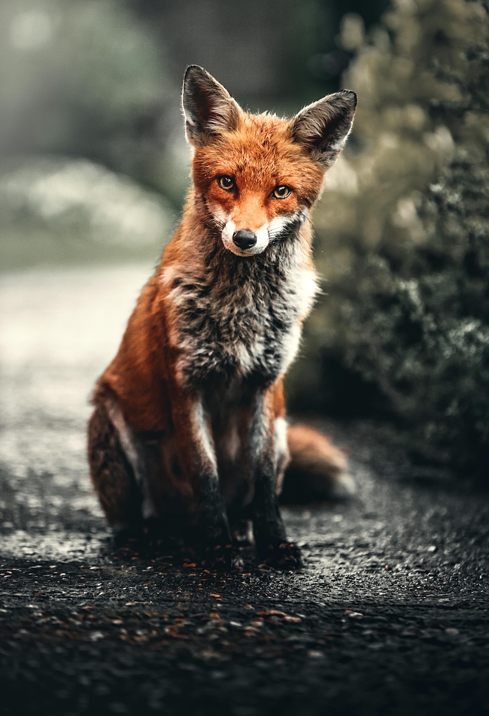 Red fox sitting on a path and looking toward the camera